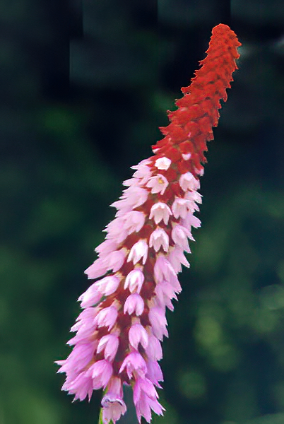 Primula vialii photo